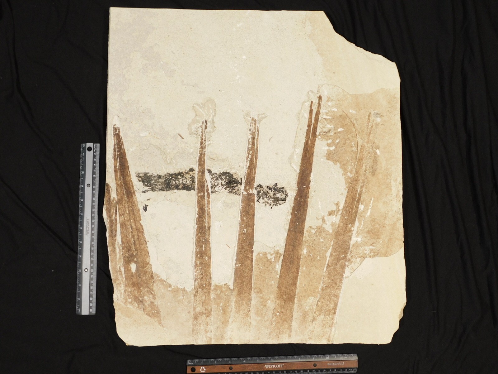 GIANT! PALM Frond Fossil With a BIG Rare Mioplosus FISH Fossil From Wyoming