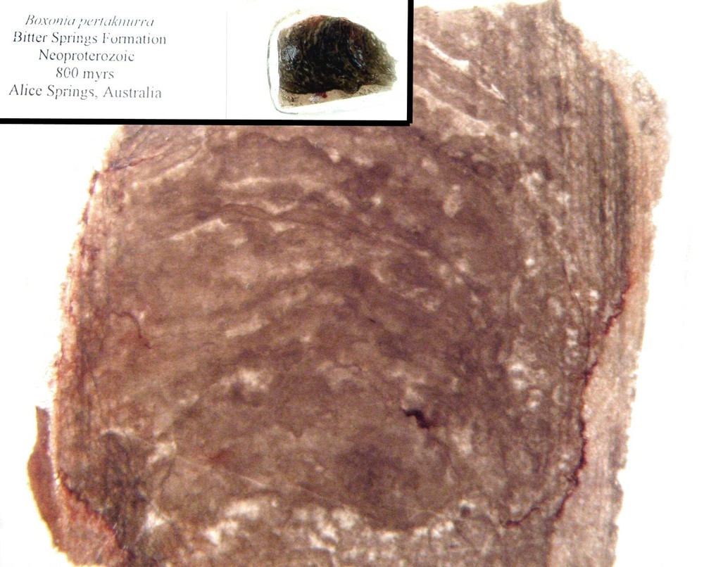 Geological Rock Formation & fossil Thin Section collection 100 slides in case