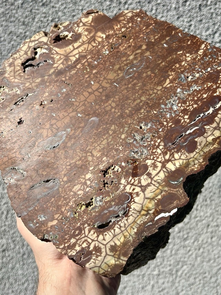 22.4 Pound: "Spiderweb" Jasper Rough Endcut from Malheur County, Oregon