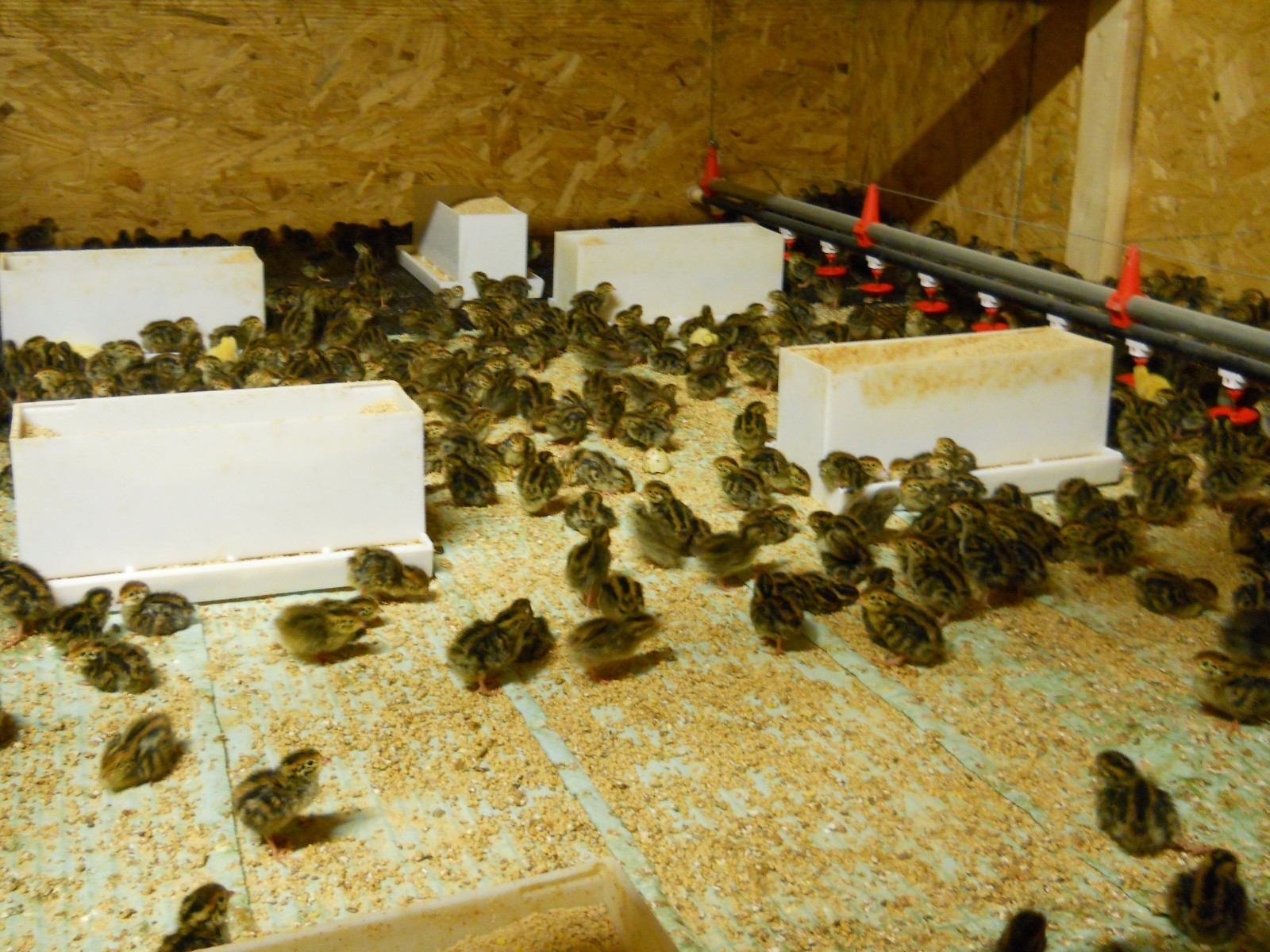 33+ KINGsBROWN XL. JUMBO brown coturnix quail hatching eggs,