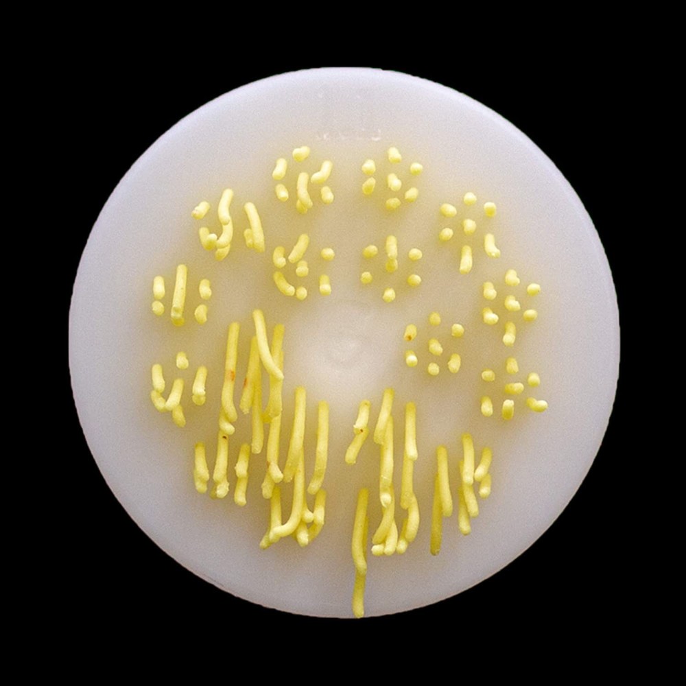 - Pasta Shape Disc Fit For Philips Automatic Pasta & Noodle Maker, Philips Pa...