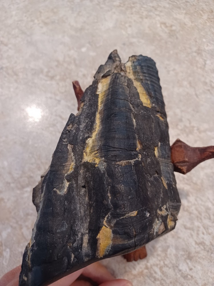 Unknown Large Fossil