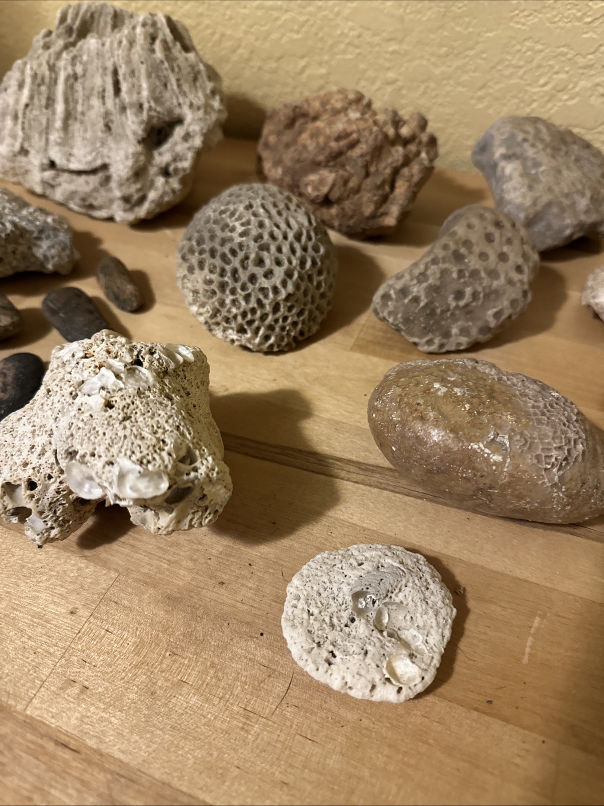 Sea life Coral Fossil Rock Wood Specimen Urchin Geology Shells Coastal Lot