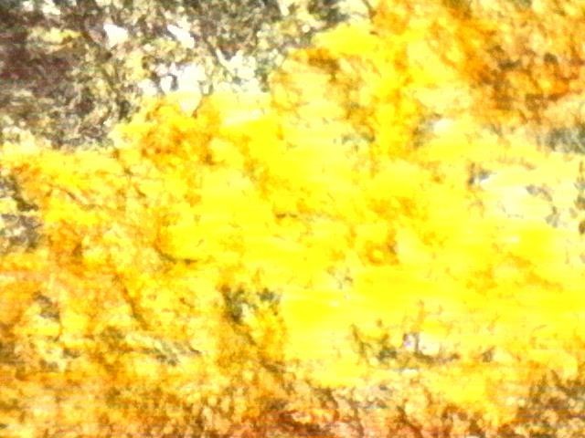 Gold and Platinum Mineral Specimen/ Black Hills South Dakota