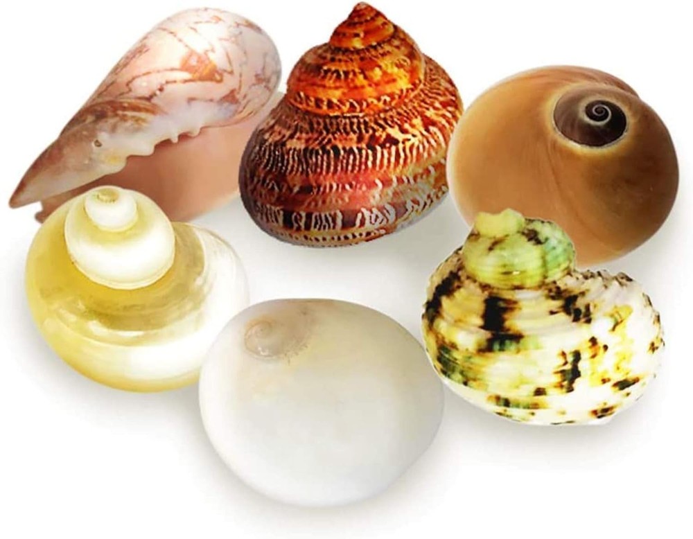 Hermit Crab Shells Medium and Large Growth Turbo Seashells 1” - 2” Shell