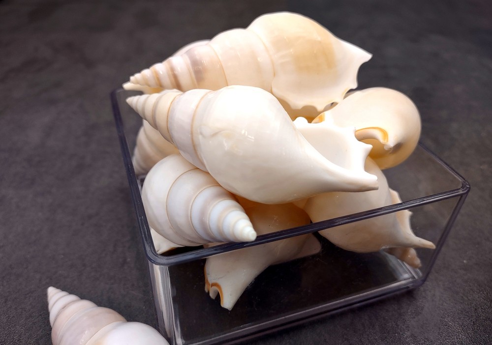 Delicate Tibia Seashell White Tibia Delicatula (3 shells approx. 3+ inches)