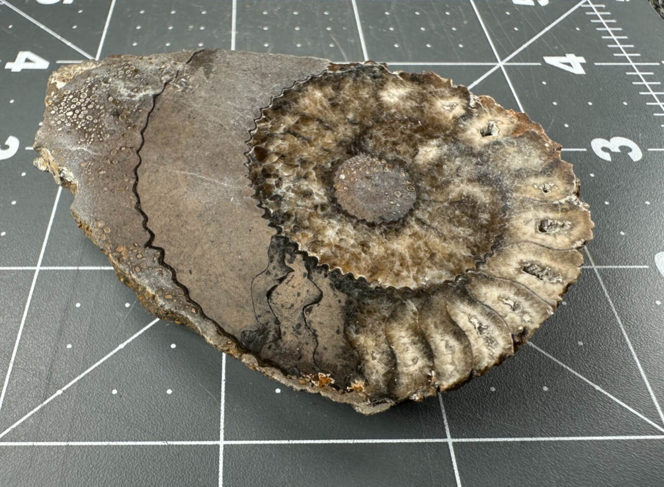 ➤ 2-3/4 Inch AMMONITE Fossil Specimen - Reichenbach South Germany VIDEO➤163