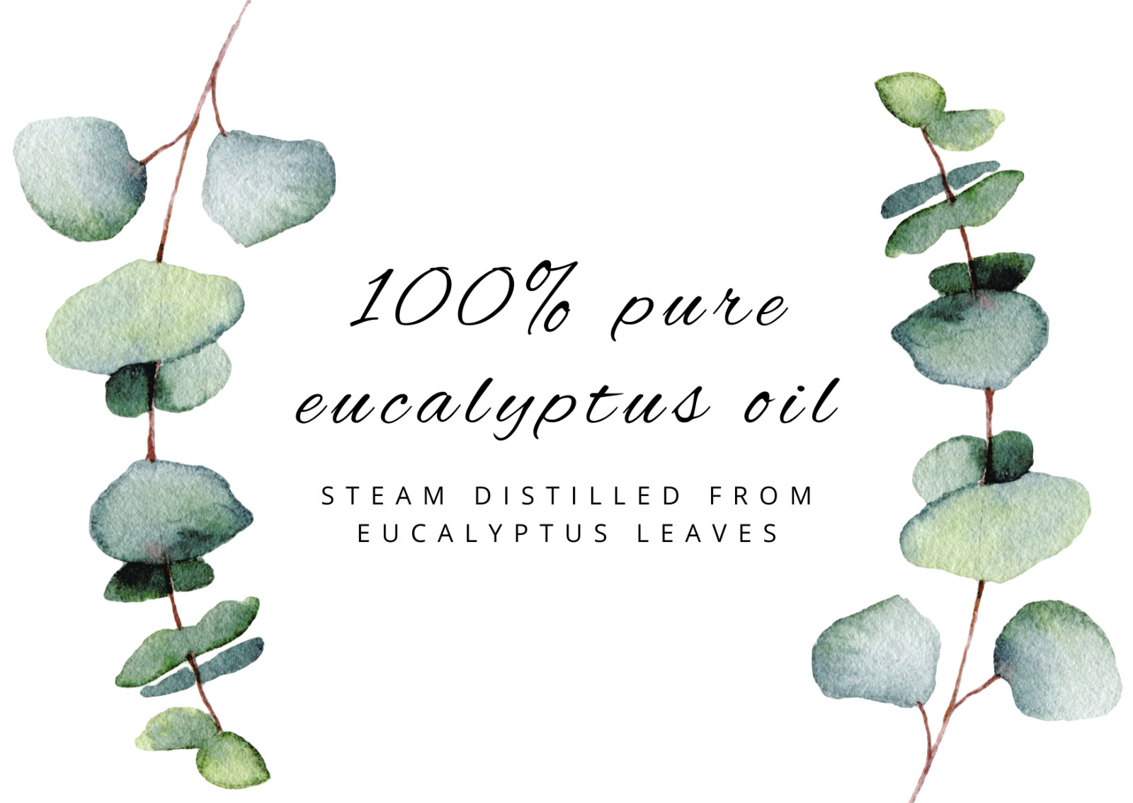 4 fl oz Eucalyptus Globulus Essential Oil Pure All Natural with 3 Free Droppers
