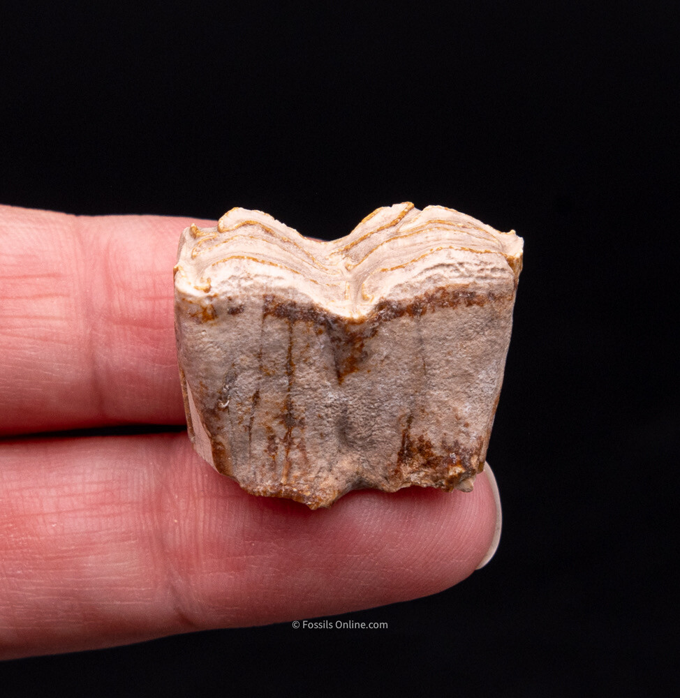 Super Bone Valley Three Toed Horse Tooth       1981