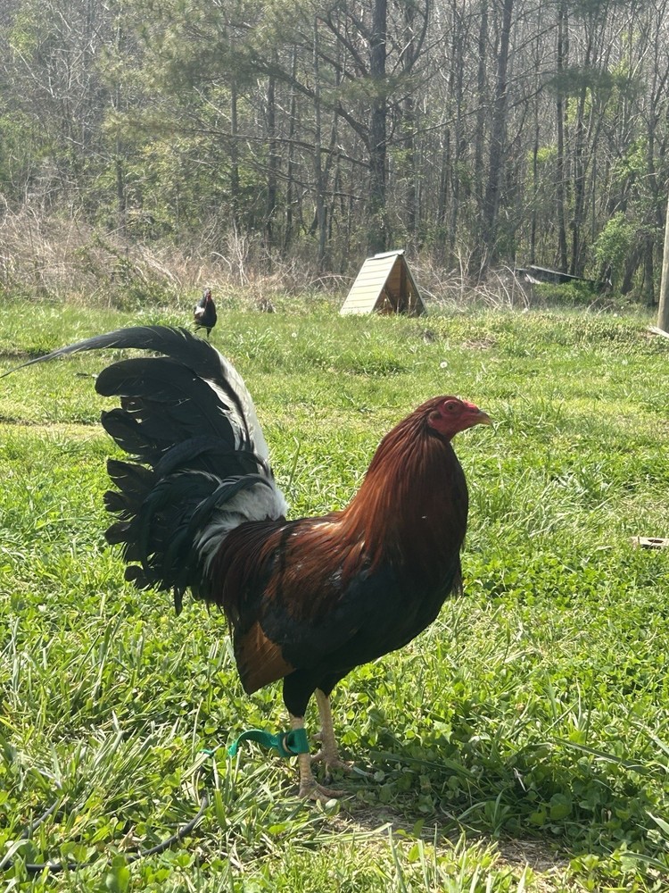 Assorted  Hatching Eggs- One Dozen