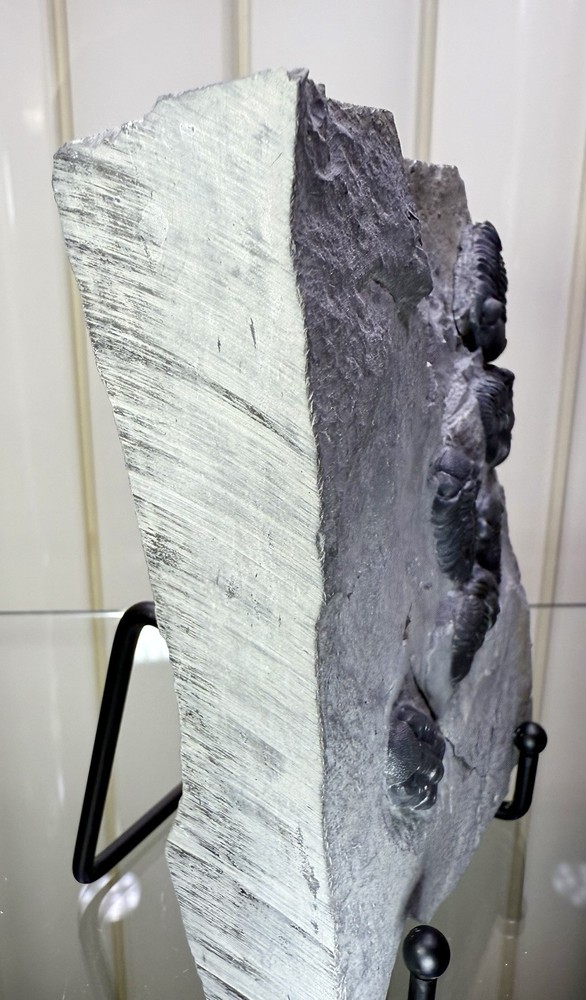 NICE Phacops Trilobite Plate ~ Penn Dixie New York ~ Devonian Period