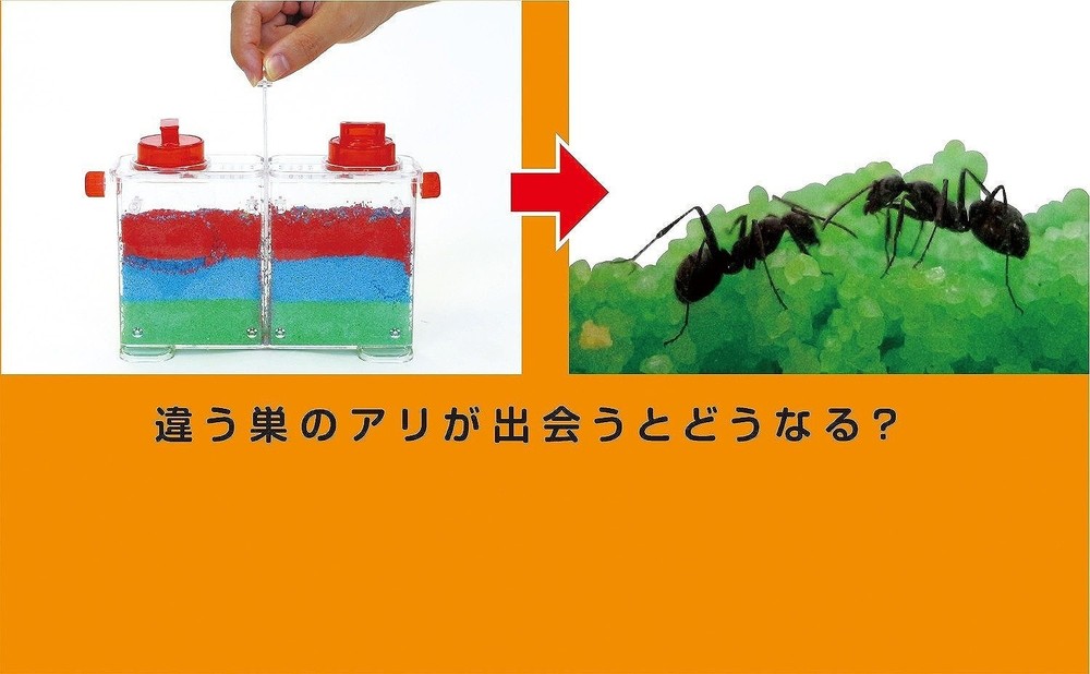 Artec Science Craft Ant Observation Set