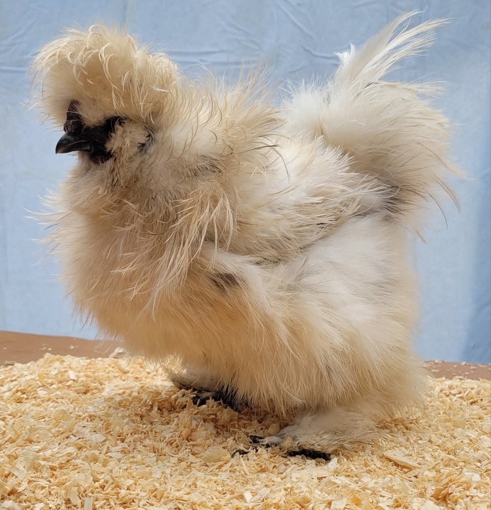 DISCOUNT!! Silkie Hatching Eggs Npip. READ DESCRIPTION!!!