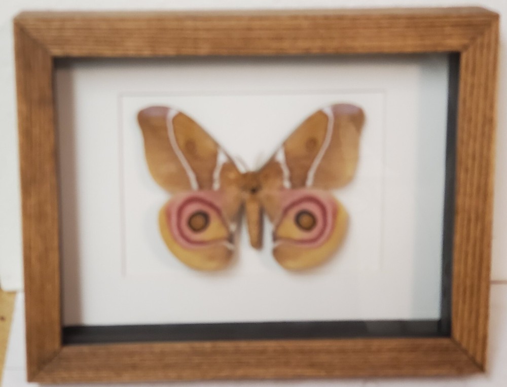 Real framed Suraka Silkmoth from Madagascar (F)