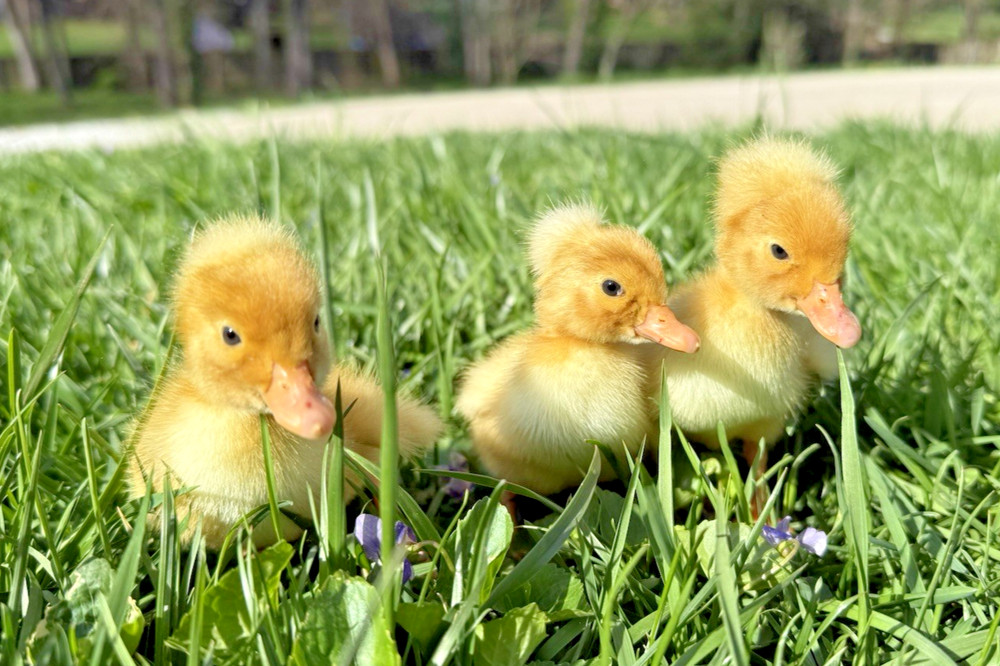 6++ White Crested Duck Hatching Eggs for Incubation