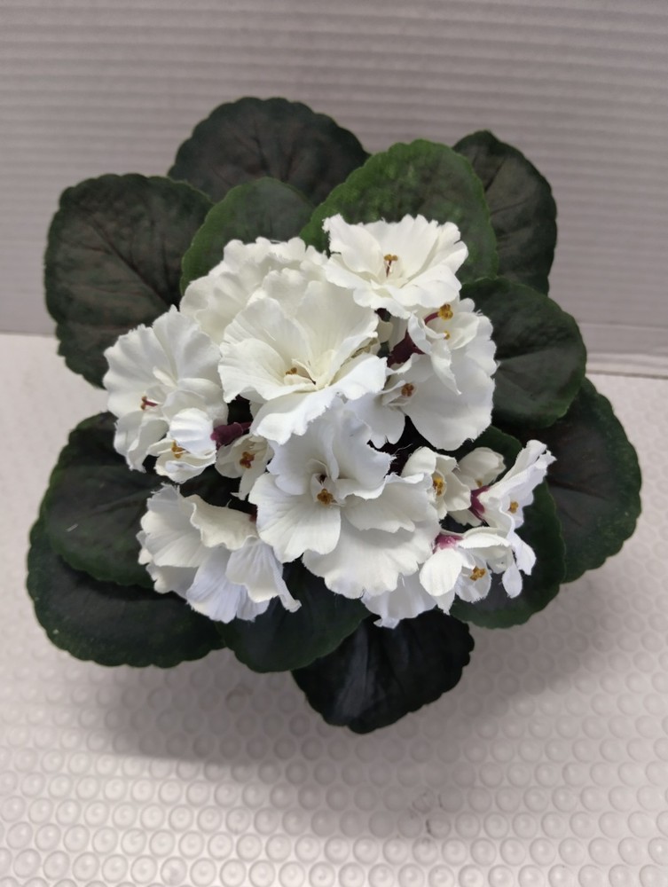 8" ARTIFICIAL semi-miniature African violet (White)