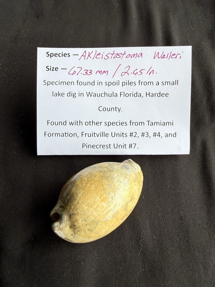 EXTINCT  fossilized Cowrie shell from central Florida..Pliocene era.