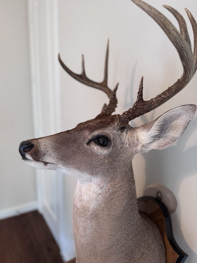 Deer Head Wall Mount with Wooden Base
