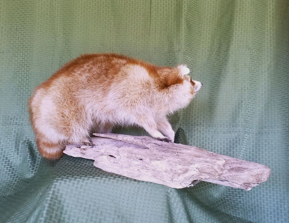 Unique Copper Colored Raccoon - RARE