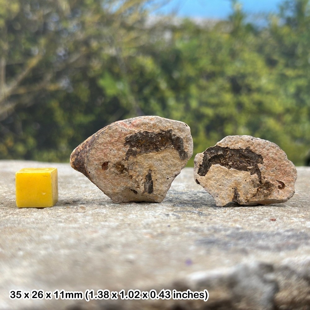 Fossil shrimp in nodule from madagascar