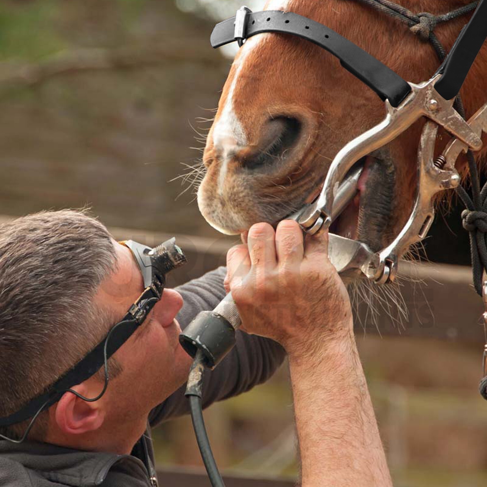 Equine Dental McPherson Speculum Horse Mouth Gag with Float Rasp German Grade