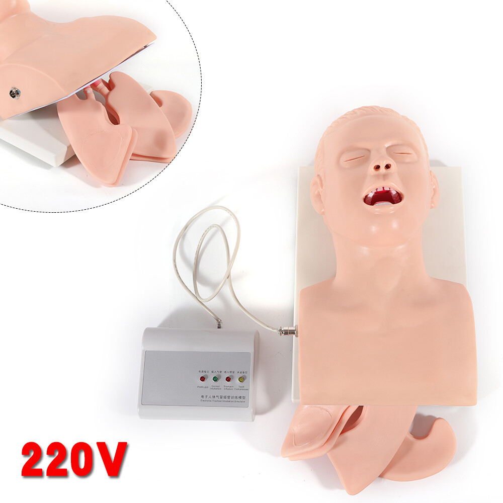 Intubation Manikin Study Teaching Simulator Airway Management Trainer Model