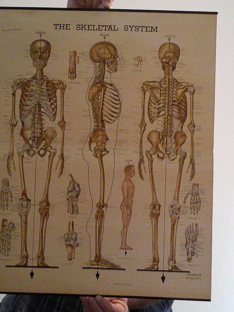 The Skeletal System Peter Bachin Chart 1947