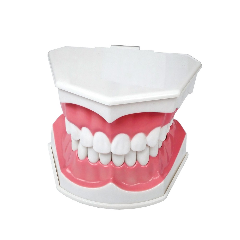 Interactive Tooth Brushing Model for Educational Training with Toothbrush