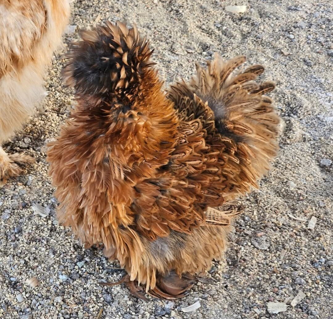 12+ Silkie, Satin, Frizzle Show Quality Hatching Eggs, NPIP Cert