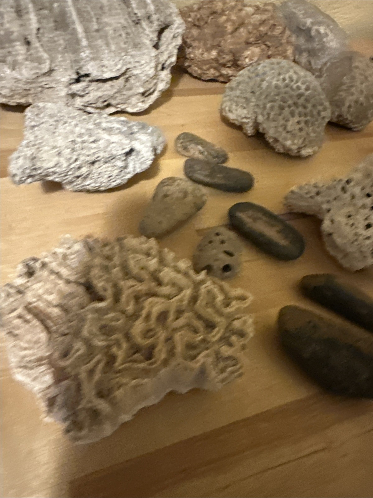 Sea life Coral Fossil Rock Wood Specimen Urchin Geology Shells Coastal Lot