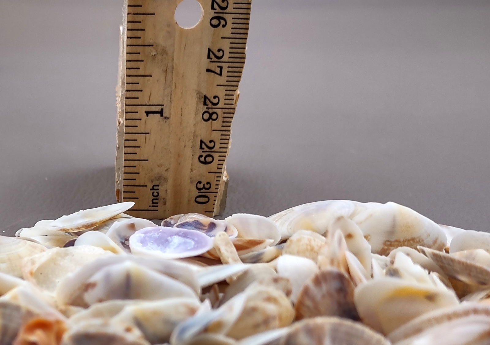 Coquina Clam Shells Blue Violet White (approx. half cup 150+ shells 0.25+ in)