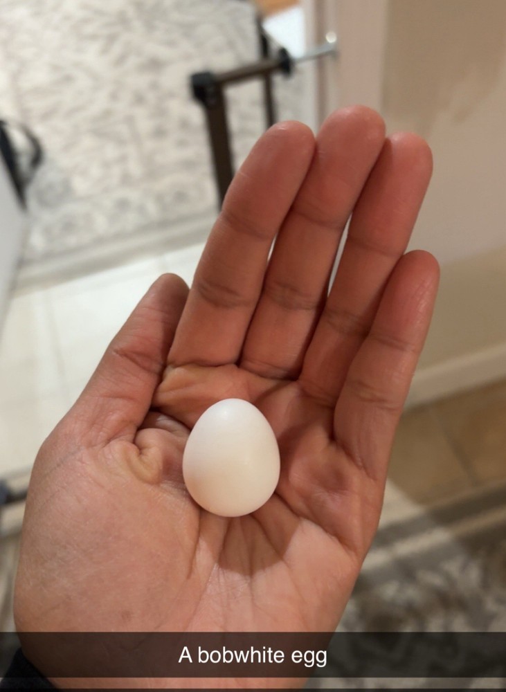 12+ Mixed Bobwhite Hatching Eggs