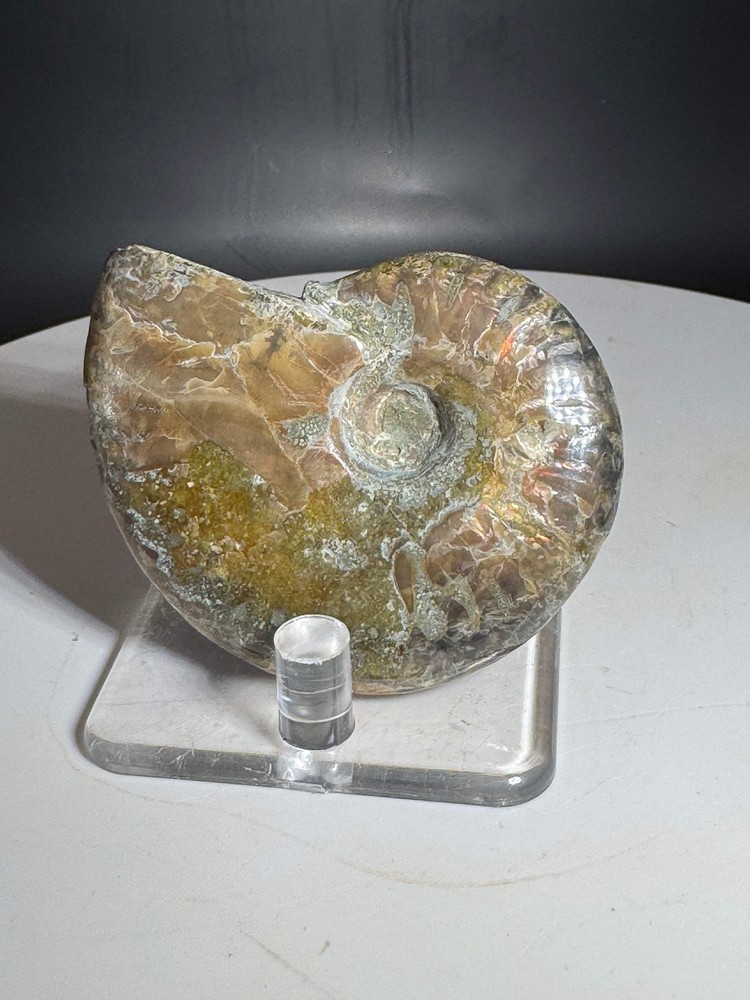 Natural Rainbow Ammonite Madagascar 56g