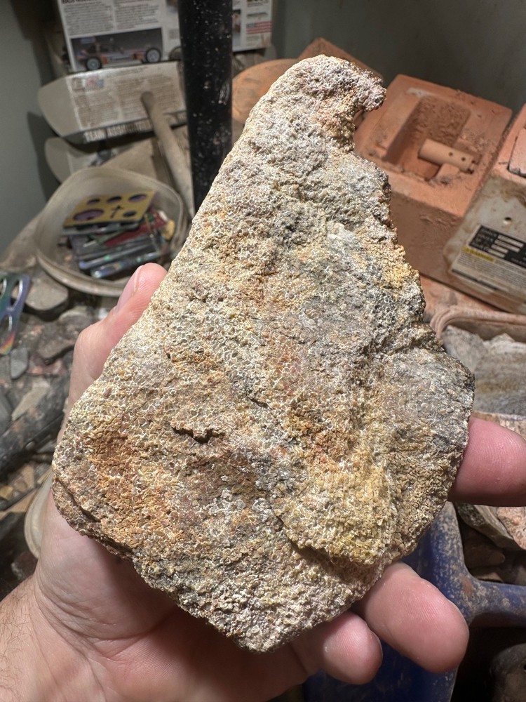 Dinosaur bone rough **hxtled end cut.