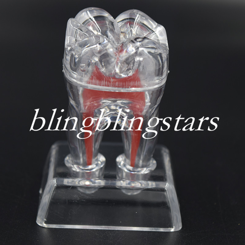 Dental Crystal Base Hard Plastic Removable Teeth Tooth Molar Model Study Supply