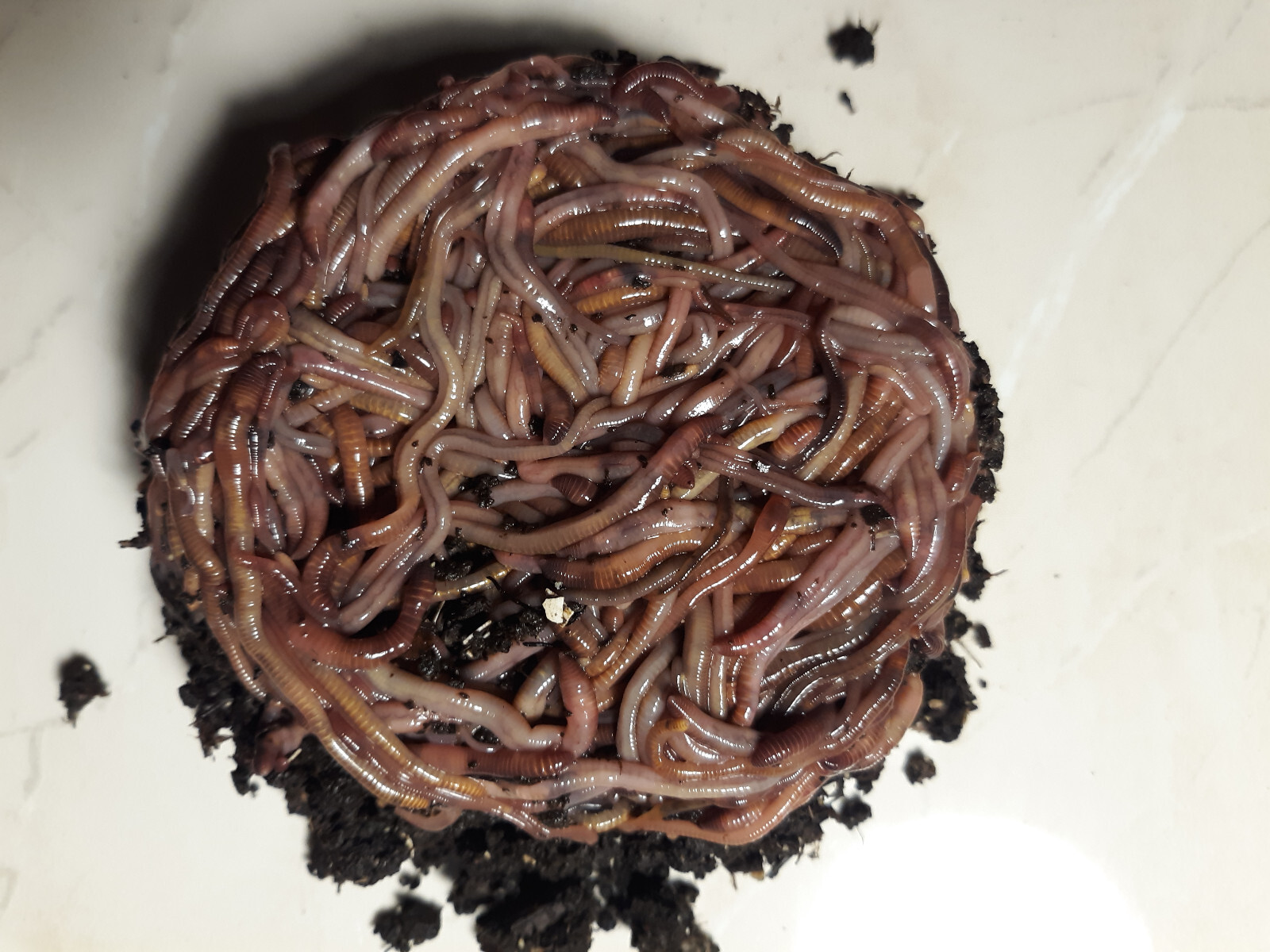 🐛Manure Free Red Wigglers! Hand Counted! Free Shipping! Live!🐛