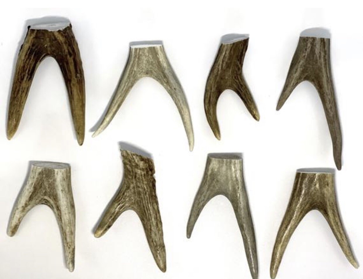 Forked Deer Antler Tips ( 2 pack) Raw Natural Antler **OREGON ANTLER WORKS**