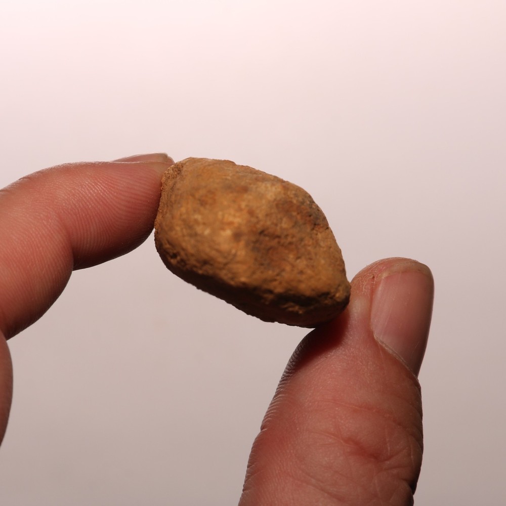 Dinosaur Scute Node - Hell Creek Formation - Nice - CRETACEOUS