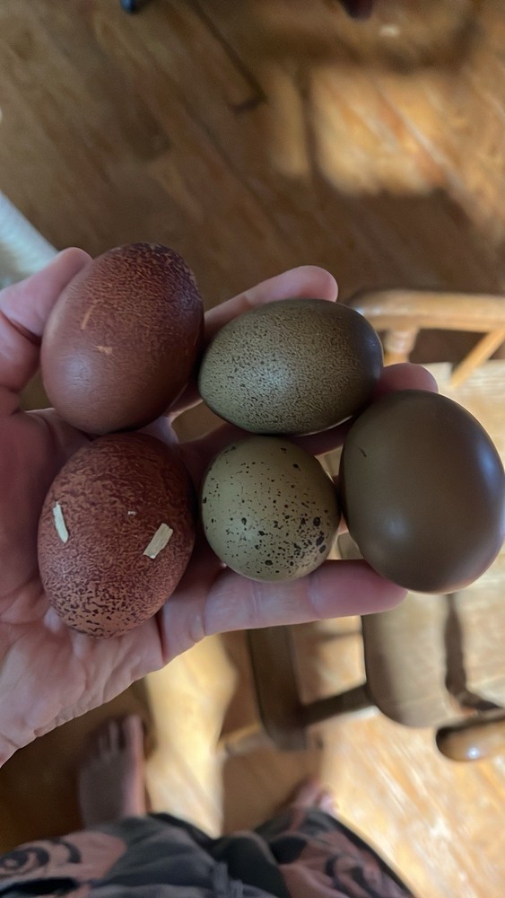 12 Olive And Dark Chocolate Egger Hatching Eggs