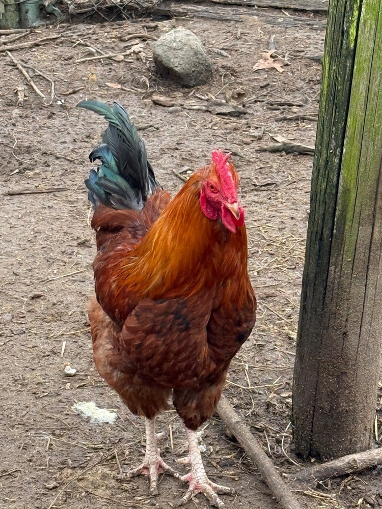 chicken hatching eggs barnyard mix