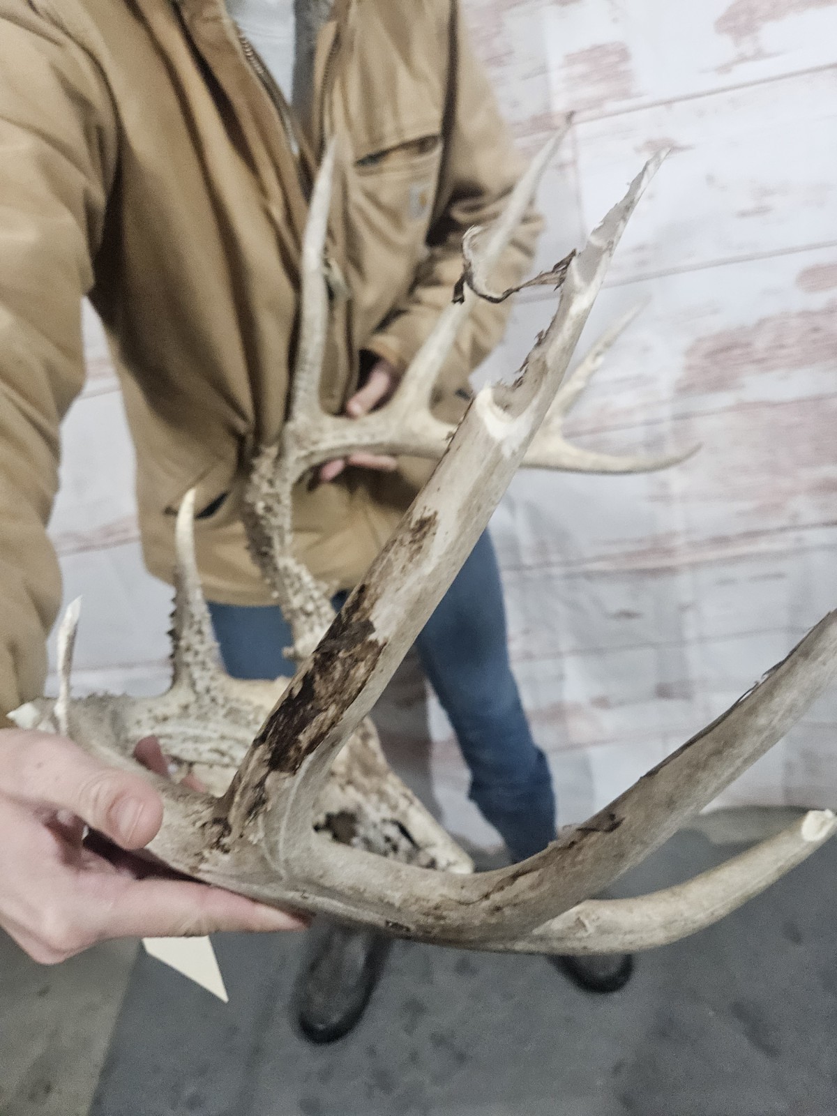 Wild 10 Point Whitetail Deer Antler Rack Horn European Skull Mount Man Cave 155"