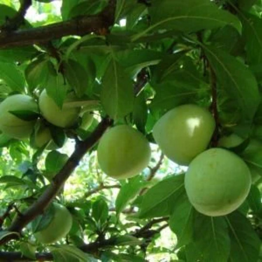 Pluot x Pluerry scions triple pack