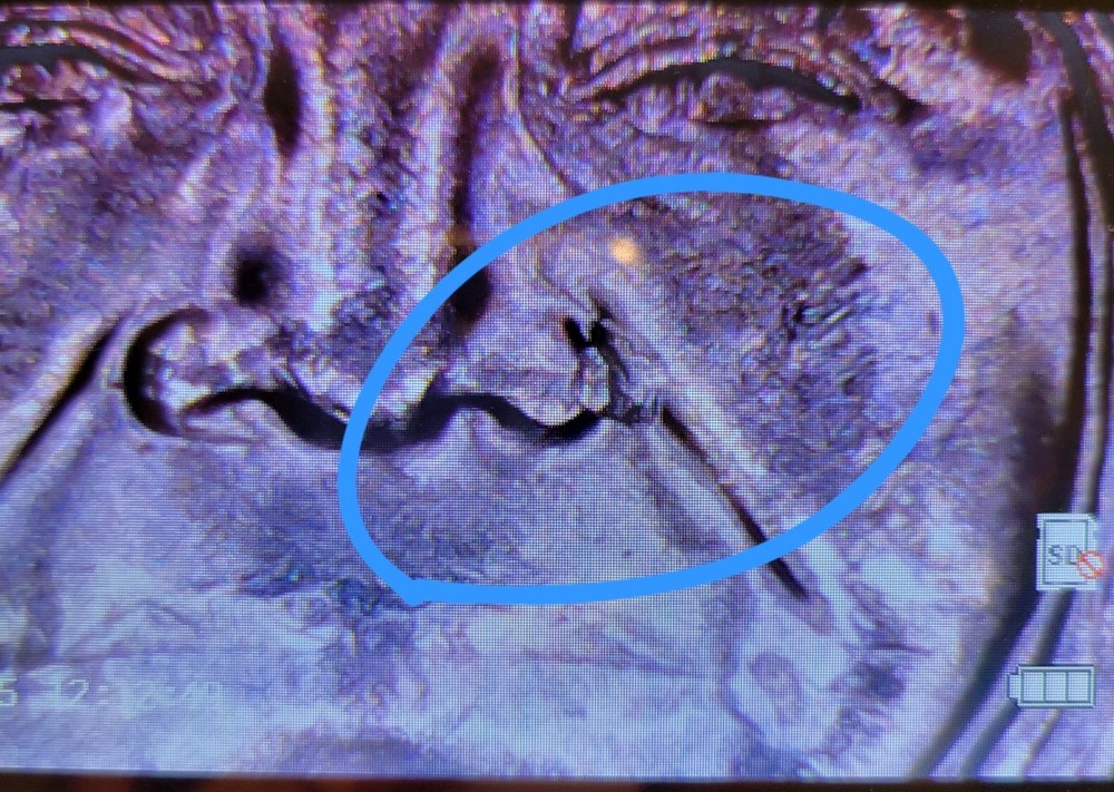 2023 P Edith Kanakaole Quarter With Errors