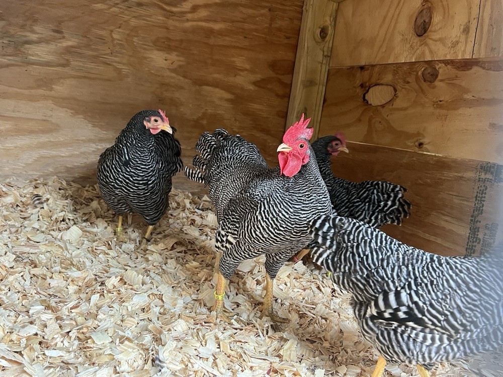 50+ Assorted Bantam Hatching Eggs—Exhibition Line