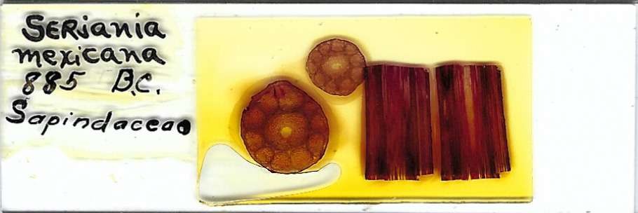 Slipplejack Serjania mexicana Microscope Slide