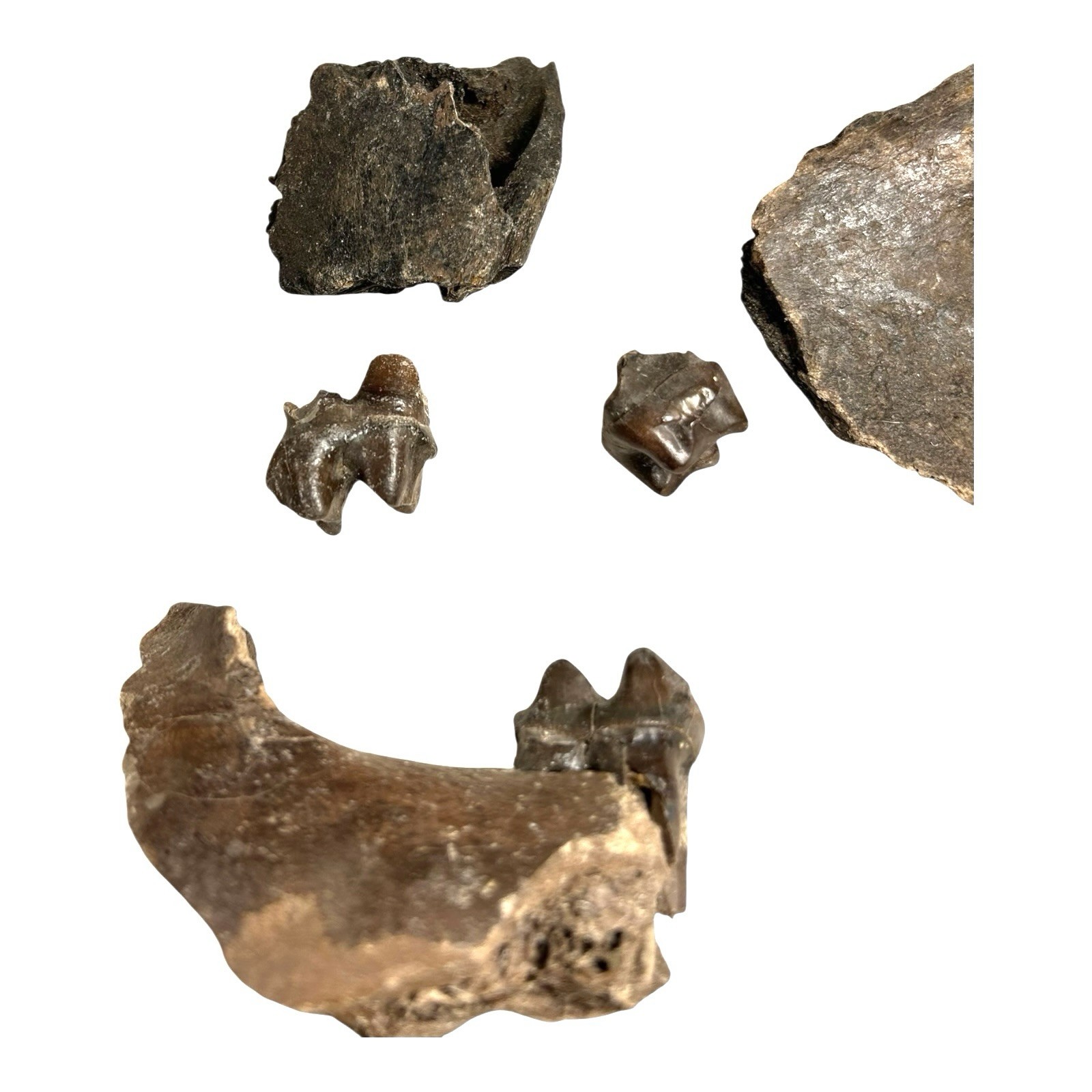 Prehistoric Pleistocene Age Fossilized Tapir Teeth and Mandible Jaw Pieces