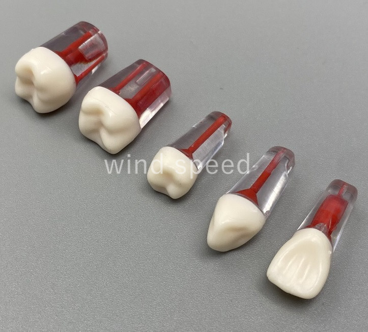 10*New Dental Root Canal Teeth Study Practice Model Endodontic Pulp RCT End File