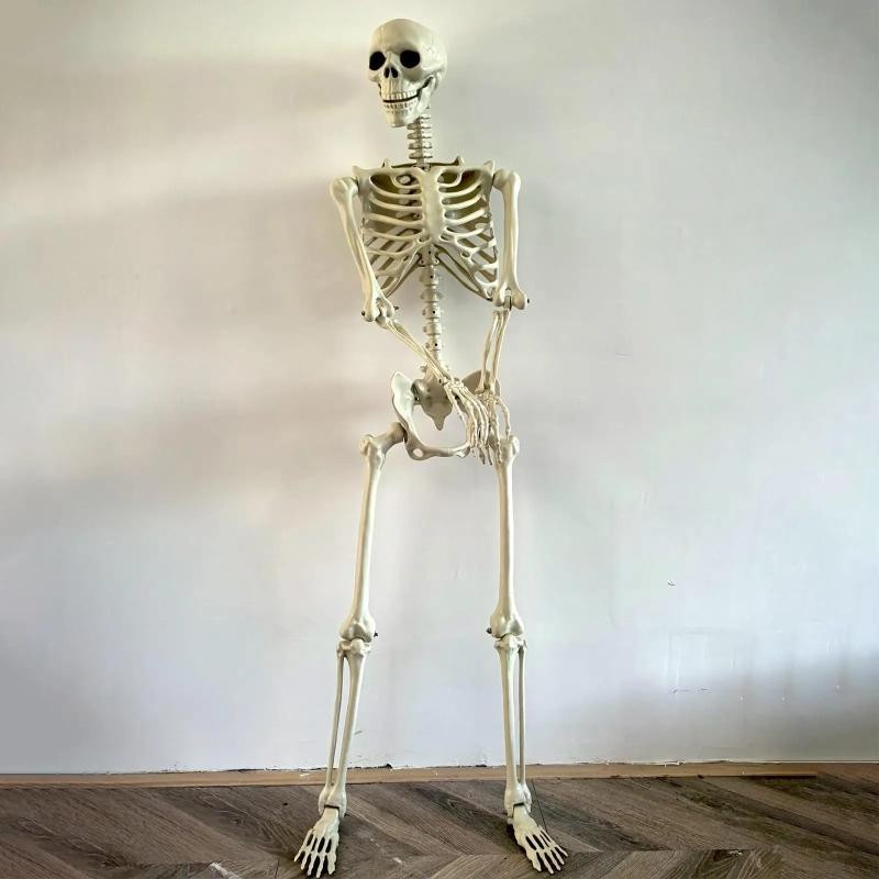 Halloween Realistic Body Bones Life Size Human Skeleton with Posable Joints