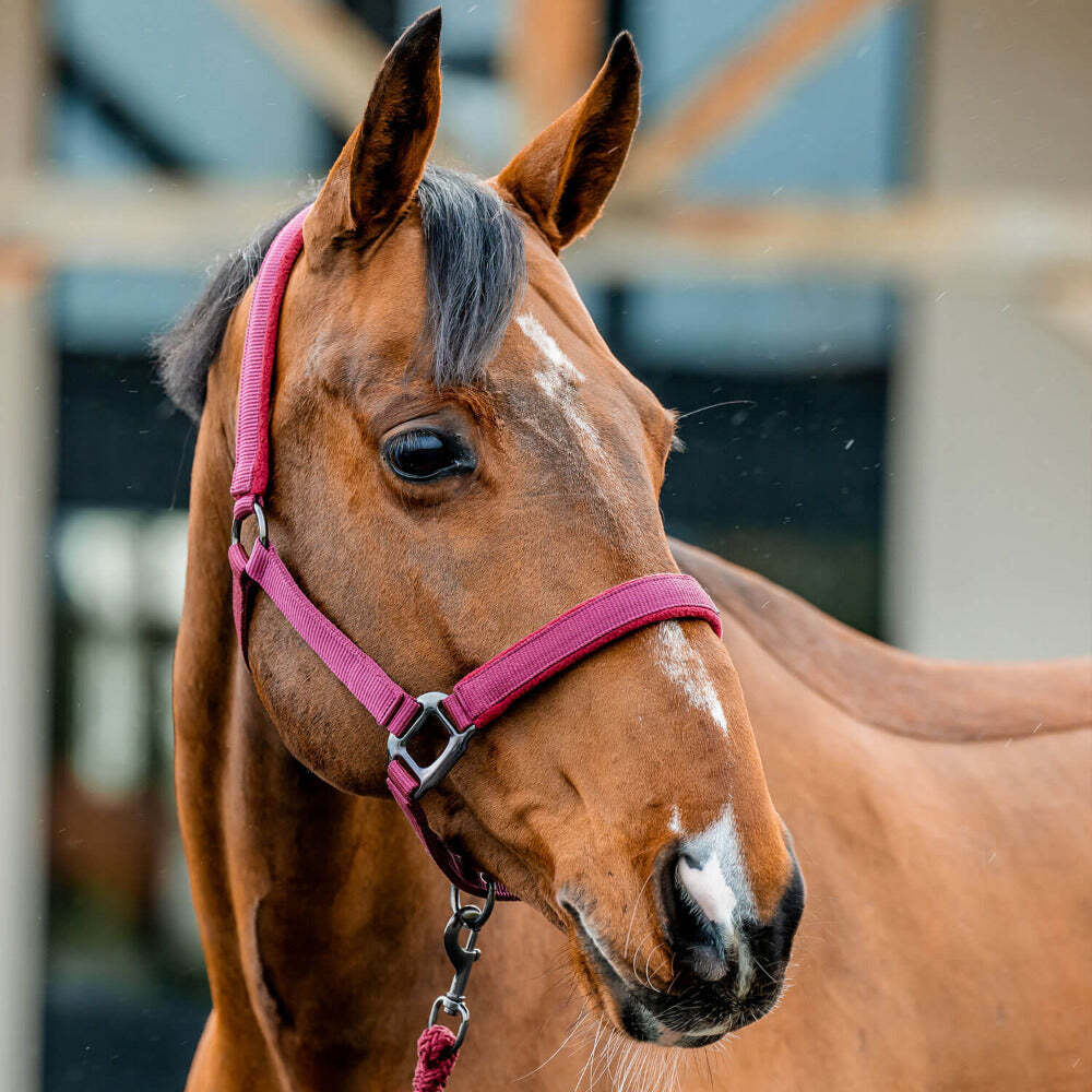 Amigo Headcollar & Leadrope