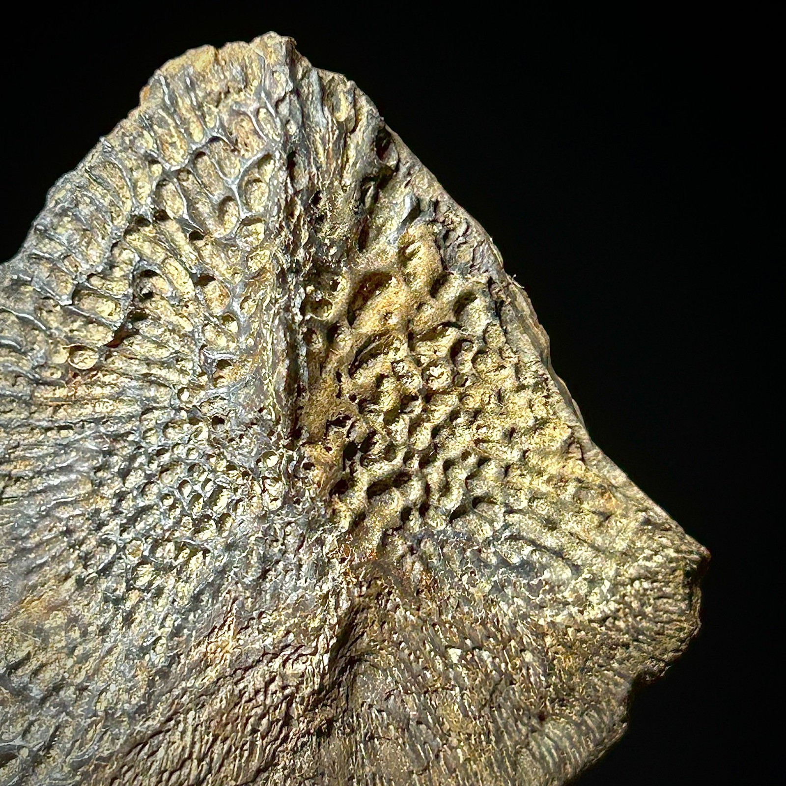 Atlantic Sturgeon Scute (Acipenser cf. oxyrinchus) 1.93" Bony Fish Fossil Dermal